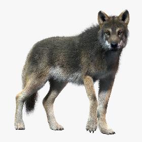 Gray Wolf(2)(FUR)(ANIMATED)